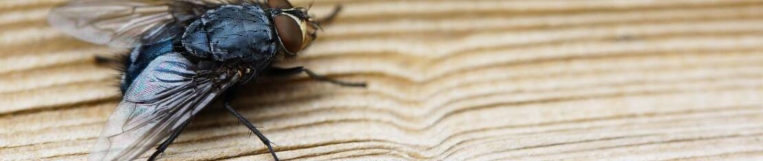 Imagem mostra uma mosca em cima de uma mesa.