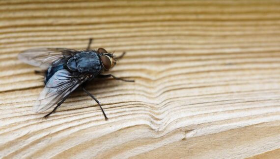 Imagem mostra uma mosca em cima de uma mesa.