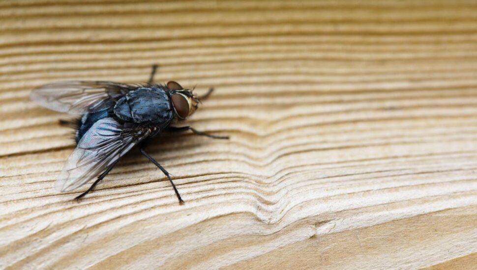 Imagem mostra uma mosca em cima de uma mesa.