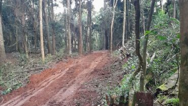 Denúncia de crime ambiental para derrubada de centenas de árvores em Curitiba