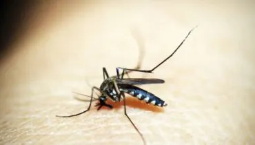 imagem mostra um mosquito da dengue