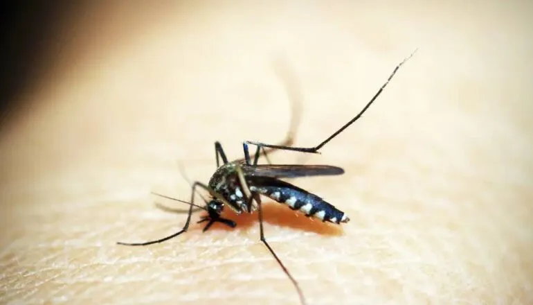 Aumento da dengue em Curitiba leva prefeitura a adotar estratégia inédita