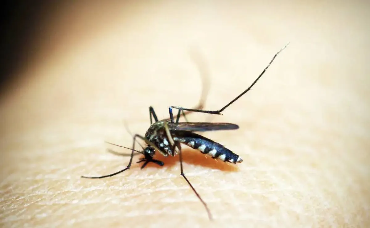 El aumento del dengue en Curitiba ha llevado al ayuntamiento a adoptar una estrategia sin precedentes