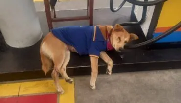 Belinha, a cachorrinha caramelo frentista de Curitiba, é atropelada perto do “trabalho”