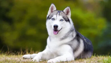 Husky siberiano! 4 características do cachorro da raça que desafia o frio