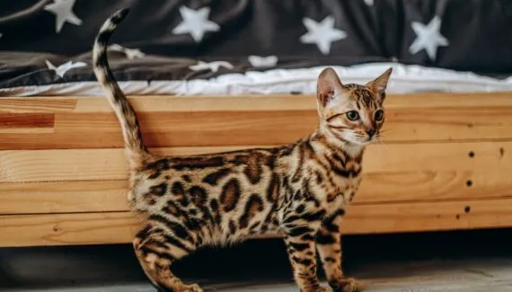 Gato ‘milionário’ custa até R$ 120 mil! Conheça a raça de gatos savannah