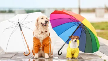 Passeio com o cachorro em dia de chuva? Veja 10 cuidados importantes com o pet