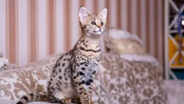 Gato ‘milionário’ custa até R$ 120 mil! Conheça a raça de gatos savannah