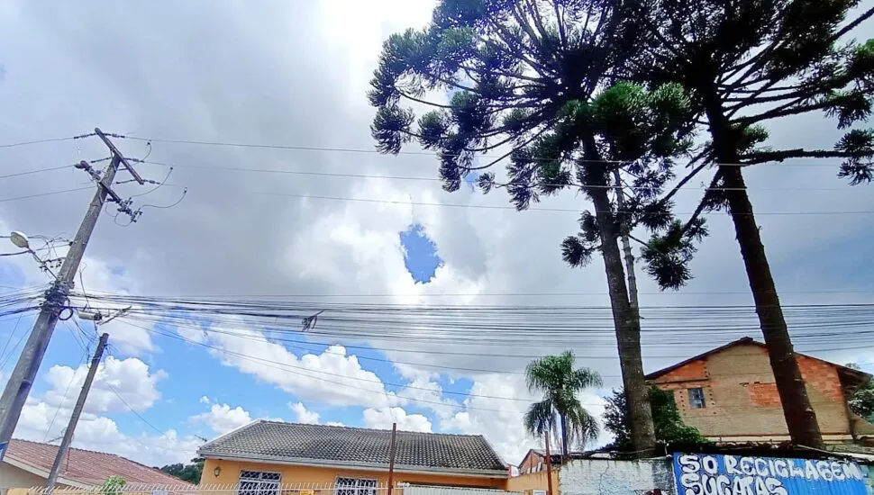 Galhos de Araucaria causam dor de cabeça para moradora em Colombo
