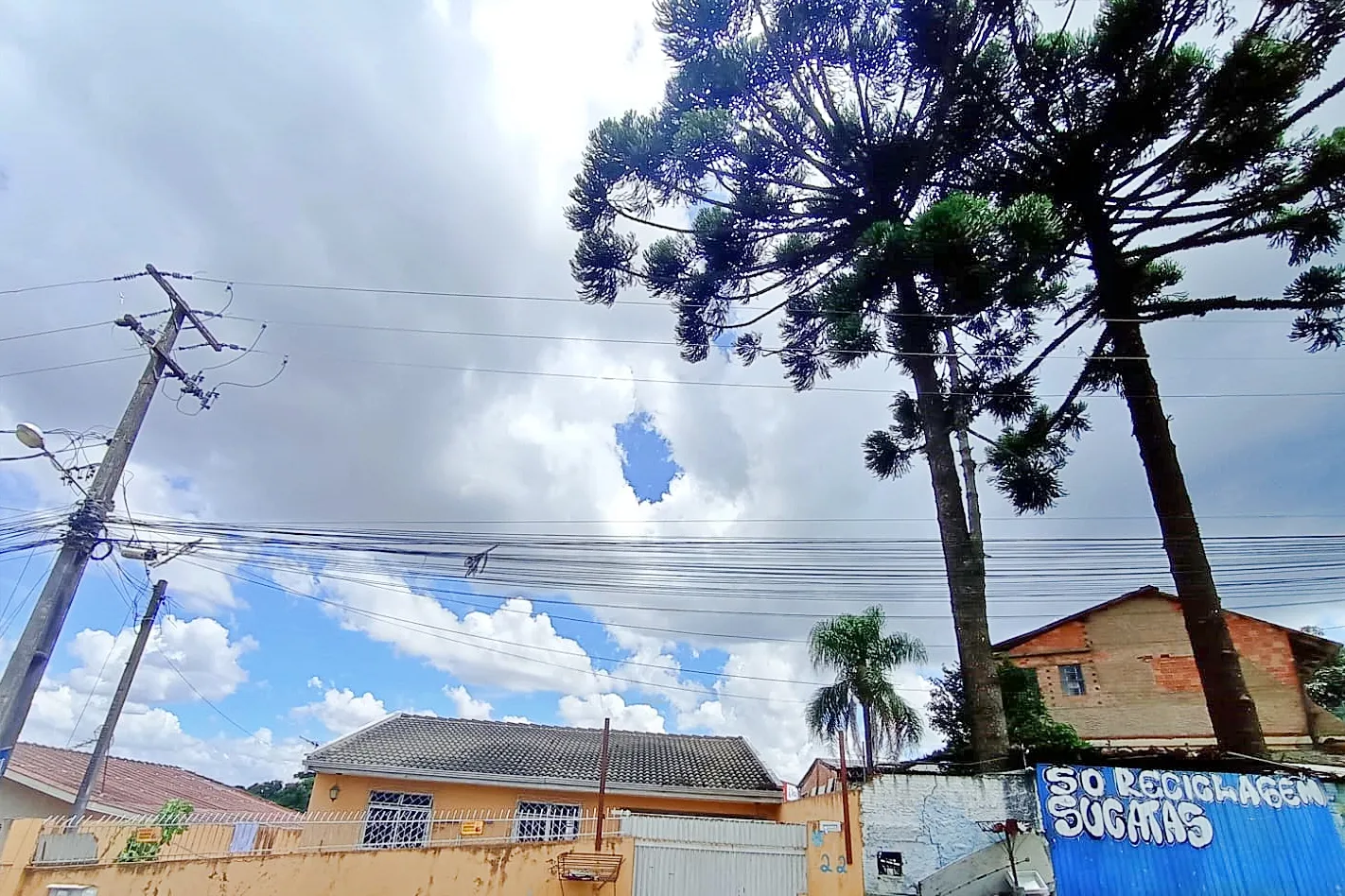Galhos de Araucaria causam dor de cabeça para moradora em Colombo