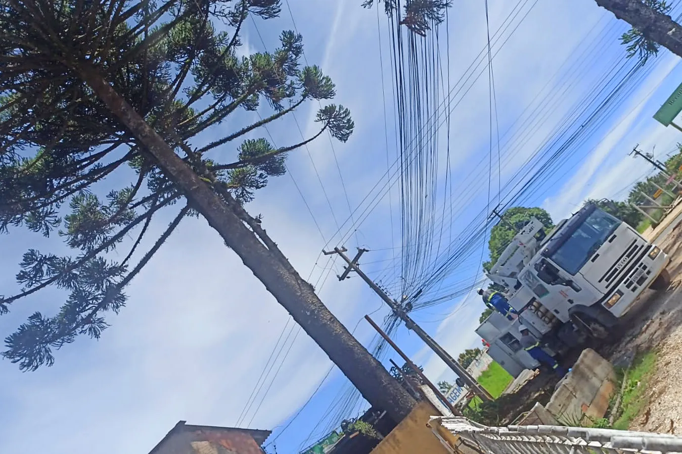 Após reclamação de moradora, empresa realiza poda preventiva em Araucária na RMC