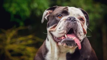 Cachorros milionários! Conheça as 10 raças de cães mais caras do mundo