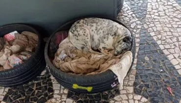 Cachorros de terminal de Curitiba podem ter sido envenenados; Povo teme mais mortes