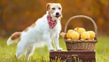 Proibidas para cachorros! 11 frutas que os cães não podem comer