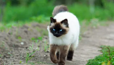 Gato himalaio tem nome de origem curiosa! Veja 4 características da raça