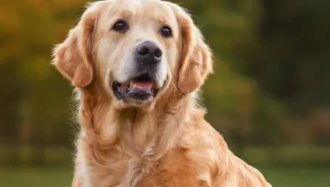 Golden Retriever é um dos cachorros mais fofos do mundo! Veja 10 mitos sobre a raça