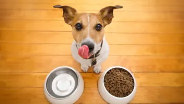 11 alimentos comuns considerados tóxicos para cachorros