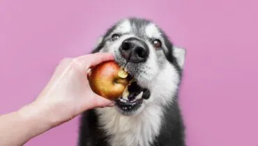 Cachorro pode comer frutas? Veja lista com 8 que estão liberadas para os cães