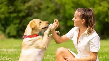 Cachorro bem educado! 9 erros para evitar na hora de treinar seu cão