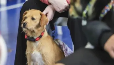 Curitiba abre mil vagas para castração gratuita de cães e gatos