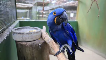 Zoológico de Curitiba ganha novos moradores: filhotes de araras azuis e vermelhas