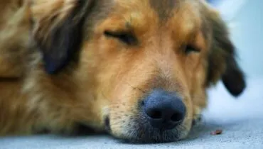 Morte de cachorro por envenenamento em condomínio da RMC na mira da polícia