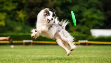 Cachorros com mega energia! 8 raças campeãs em disposição e entusiasmo