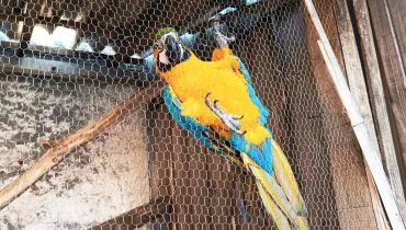 Homem é preso em Curitiba com arara ameaçada de extinção e outra ave 