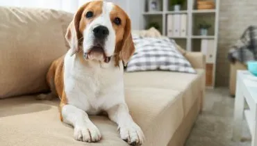 Cheiro de cachorro em casa? 8 dicas para combater até os 'mega' odores