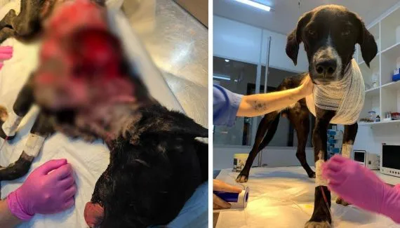 Cachorro é resgatado em Curitiba com queimadura grave; ONG pede ajuda