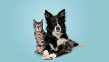 Com que frequência devo levar meus pets ao veterinário?