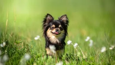 Chihuahua é um dos menores cachorros do mundo! Veja 4 características da raça