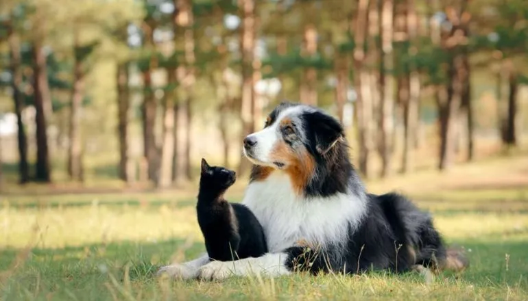 Xô, doenças! 7 dicas para fortalecer a imunidade de cachorros e gatos 