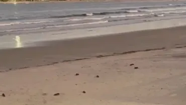 Vídeo! Ratos 'de férias' são flagrados na praia de Guaratuba no Litoral do Paraná