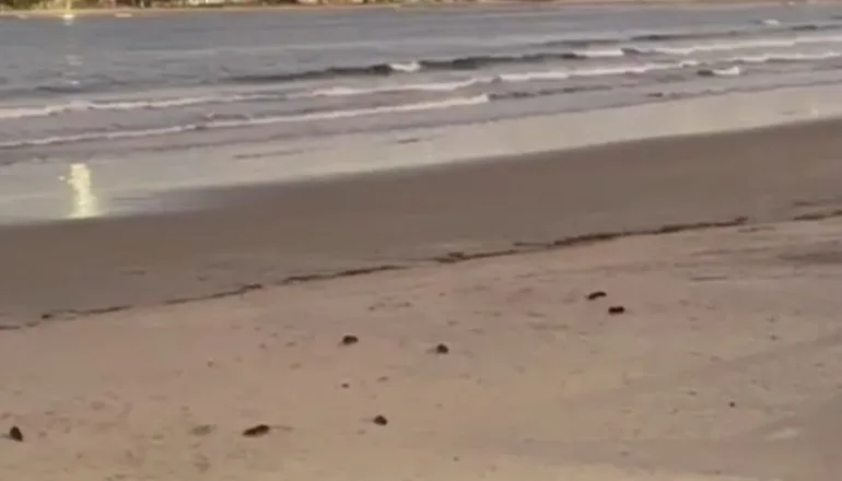 Ratos são flagrados na praia de Guaratuba no Litoral do Paraná; VÍDEO
