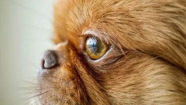 Cachorros ficam com os olhos mais sensíveis no outono; veja como protegê-los