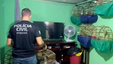 Tráfico e maus tratos: homem é preso com 34 gaiolas de pássaros em Curitiba