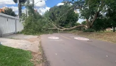 Rajadas de vento chegam perto dos 50 km/h em Curitiba e derrubam árvore
