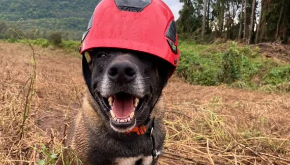 “Vestibular” pra cachorro! Teste para certificação de cães acontece no Paraná