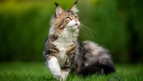 7 raças de gato mais bonitas do mundo