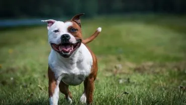 8 raças de cachorro que só parecem bravas