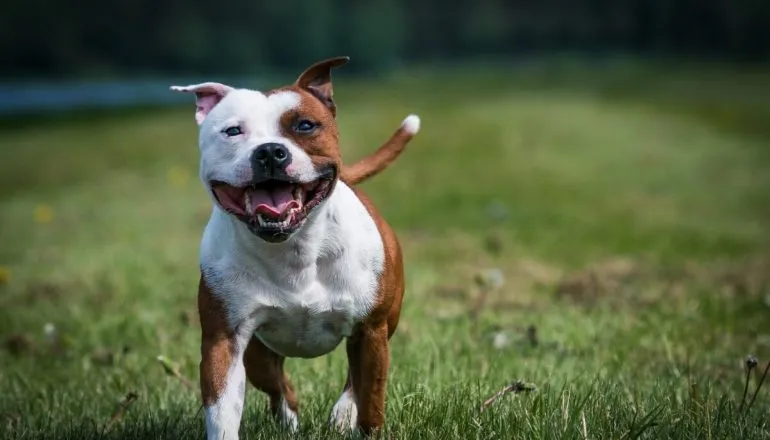 Cachorros que só parecem ser bravos! Conheça 8 raças amigáveis que ‘intimidam’