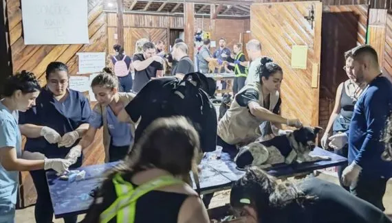 Veterinários do Paraná atendem mais de mil animais resgatados nas enchentes no RS