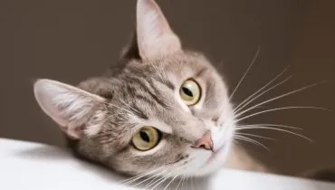 Bigodes dos gatos são sensíveis e essenciais! Veja 7 curiosidades