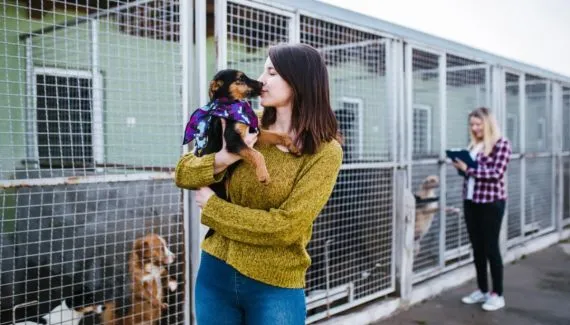 Cachorros, gatos e mais pets resgatados: 8 maneiras de ajudar os abrigos de animais 