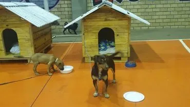 Casinhas de cachorro feitas no Paraná por presos vão abrigar animais no RS