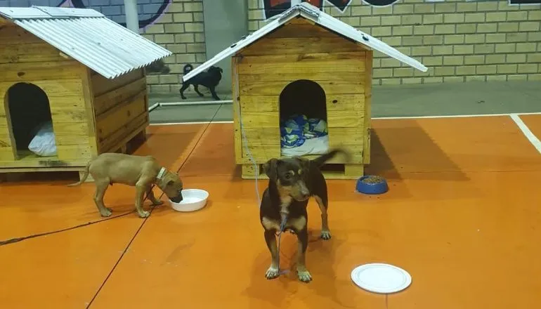 Casinhas de cachorro feitas no Paraná por presos vão abrigar animais no RS