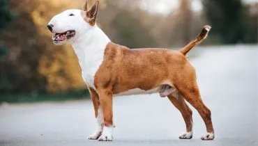 Bull Terrier: Conheça 4 características do cachorro da raça