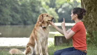 6 comandos básicos para ensinar ao seu cachorro 