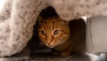 8 razões pelas quais os gatos se escondem 